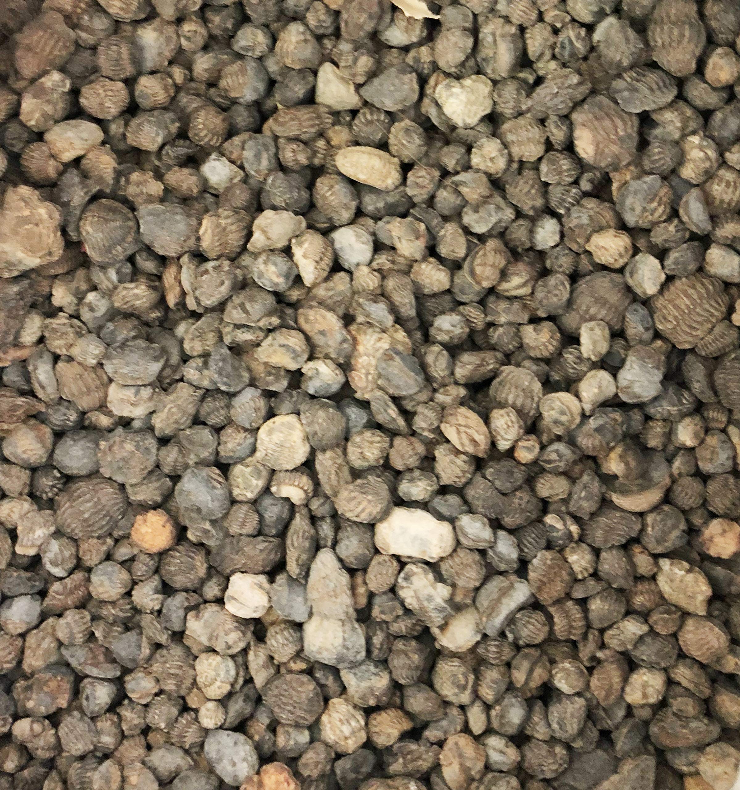 トリロバイト 三葉虫化石付き石灰岩標本 約5cm 本体1.6cm